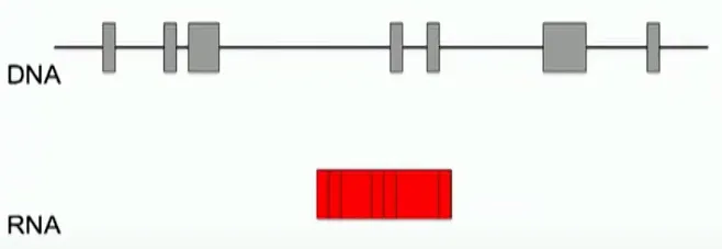 Sequenciamento de RNA